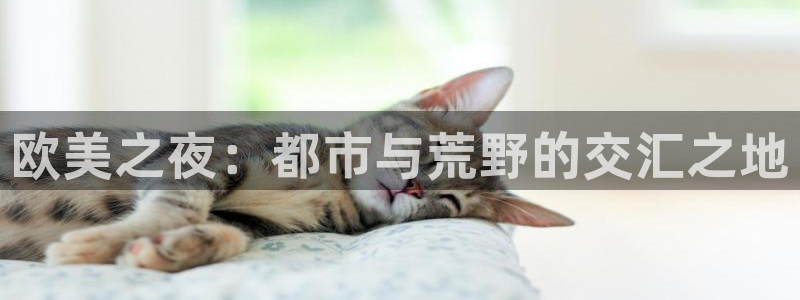 星空影网