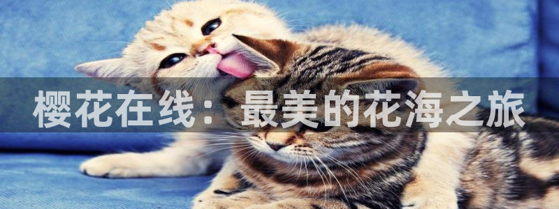 狂飙星辰影院免费观看